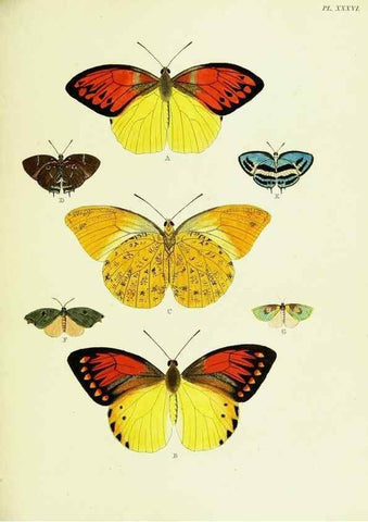 Reproducción/Reproduction 22582616966: De uitlandsche kapellen voorkomende in de drie waereld-deelen, Asia, Africa en America,. Amsteldam,Chez S. J. Baalde;1779-1782.