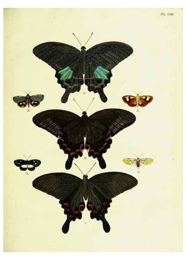 Reproducción/Reproduction 22582895706: De uitlandsche kapellen voorkomende in de drie waereld-deelen, Asia, Africa en America,. Amsteldam,Chez S. J. Baalde;1779-1782.