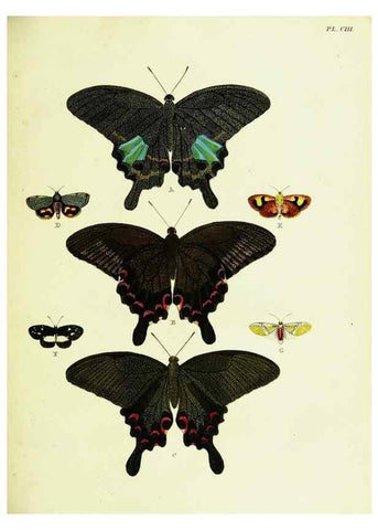 Reproducción/Reproduction 22582895706: De uitlandsche kapellen voorkomende in de drie waereld-deelen, Asia, Africa en America,. Amsteldam,Chez S. J. Baalde;1779-1782.
