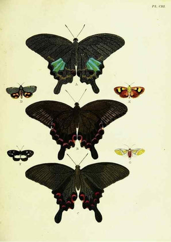 Reproducción/Reproduction 22582895706: De uitlandsche kapellen voorkomende in de drie waereld-deelen, Asia, Africa en America,. Amsteldam,Chez S. J. Baalde;1779-1782.