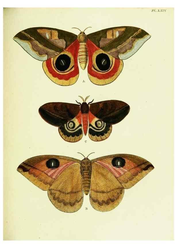 Reproducción/Reproduction 22582735456: De uitlandsche kapellen voorkomende in de drie waereld-deelen, Asia, Africa en America,. Amsteldam,Chez S. J. Baalde;1779-1782.