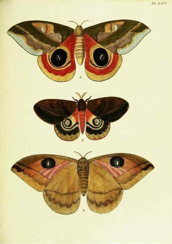 Reproducción/Reproduction 22582735456: De uitlandsche kapellen voorkomende in de drie waereld-deelen, Asia, Africa en America,. Amsteldam,Chez S. J. Baalde;1779-1782.