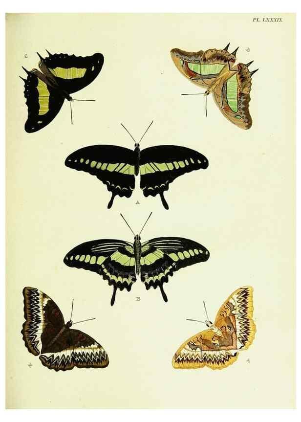 Reproducción/Reproduction 22420913410: De uitlandsche kapellen voorkomende in de drie waereld-deelen, Asia, Africa en America,. Amsteldam,Chez S. J. Baalde;1779-1782.