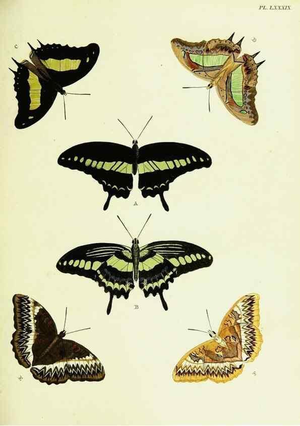Reproducción/Reproduction 22420913410: De uitlandsche kapellen voorkomende in de drie waereld-deelen, Asia, Africa en America,. Amsteldam,Chez S. J. Baalde;1779-1782.