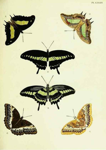 Reproducción/Reproduction 22420913410: De uitlandsche kapellen voorkomende in de drie waereld-deelen, Asia, Africa en America,. Amsteldam,Chez S. J. Baalde;1779-1782.
