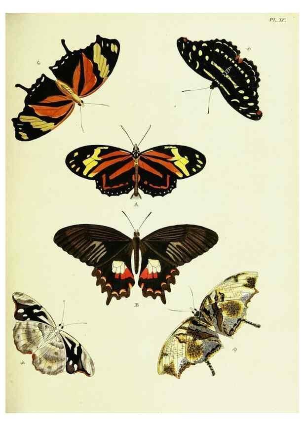 Reproducción/Reproduction 22620064341: De uitlandsche kapellen voorkomende in de drie waereld-deelen, Asia, Africa en America,. Amsteldam,Chez S. J. Baalde;1779-1782.
