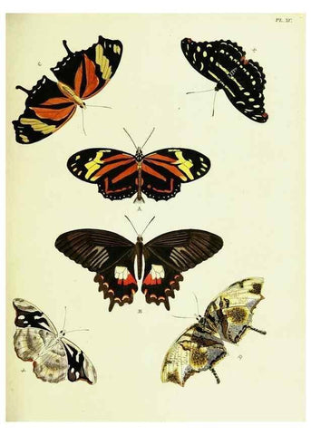 Reproducción/Reproduction 22620064341: De uitlandsche kapellen voorkomende in de drie waereld-deelen, Asia, Africa en America,. Amsteldam,Chez S. J. Baalde;1779-1782.