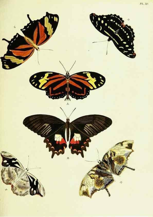 Reproducción/Reproduction 22620064341: De uitlandsche kapellen voorkomende in de drie waereld-deelen, Asia, Africa en America,. Amsteldam,Chez S. J. Baalde;1779-1782.