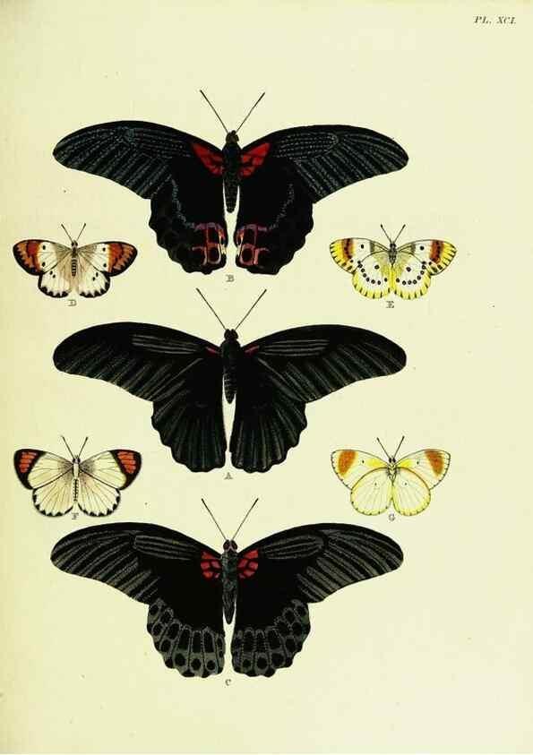 Reproducción/Reproduction 21986078374: De uitlandsche kapellen voorkomende in de drie waereld-deelen, Asia, Africa en America,. Amsteldam,Chez S. J. Baalde;1779-1782.