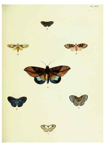Reproducción/Reproduction 22608857825: De uitlandsche kapellen voorkomende in de drie waereld-deelen, Asia, Africa en America,. Amsteldam,Chez S. J. Baalde;1779-1782.