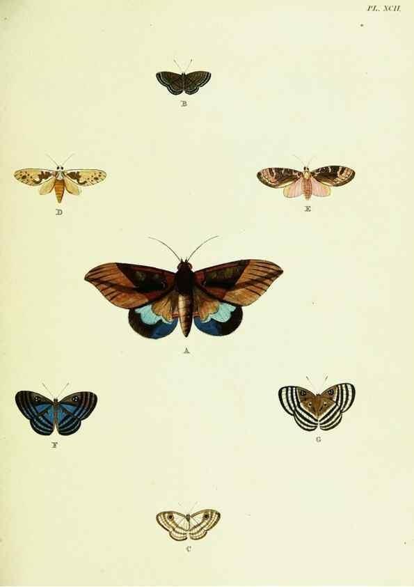Reproducción/Reproduction 22608857825: De uitlandsche kapellen voorkomende in de drie waereld-deelen, Asia, Africa en America,. Amsteldam,Chez S. J. Baalde;1779-1782.