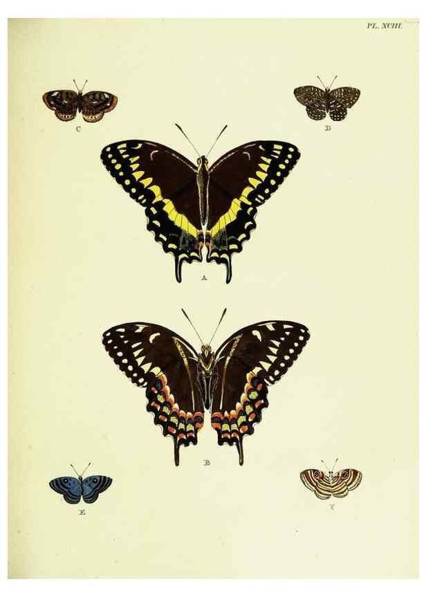 Reproducción/Reproduction 22620075481: De uitlandsche kapellen voorkomende in de drie waereld-deelen, Asia, Africa en America,. Amsteldam,Chez S. J. Baalde;1779-1782.