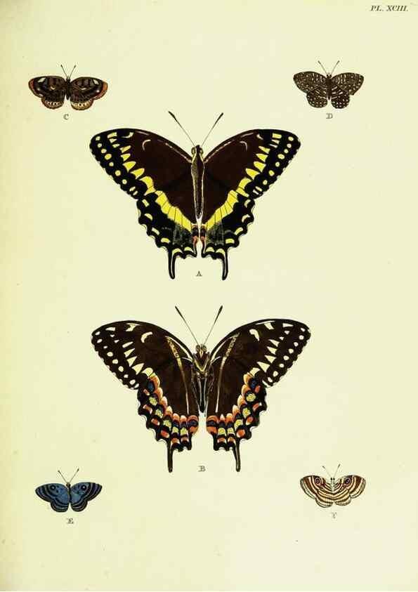 Reproducción/Reproduction 22620075481: De uitlandsche kapellen voorkomende in de drie waereld-deelen, Asia, Africa en America,. Amsteldam,Chez S. J. Baalde;1779-1782.