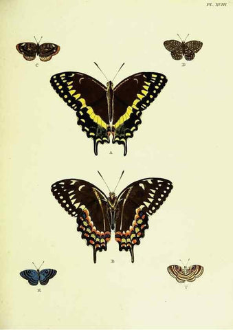 Reproducción/Reproduction 22620075481: De uitlandsche kapellen voorkomende in de drie waereld-deelen, Asia, Africa en America,. Amsteldam,Chez S. J. Baalde;1779-1782.