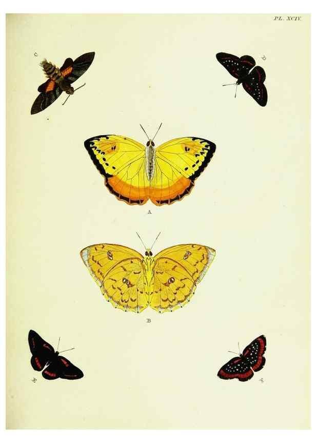 Reproducción/Reproduction 22608865395: De uitlandsche kapellen voorkomende in de drie waereld-deelen, Asia, Africa en America,. Amsteldam,Chez S. J. Baalde;1779-1782.