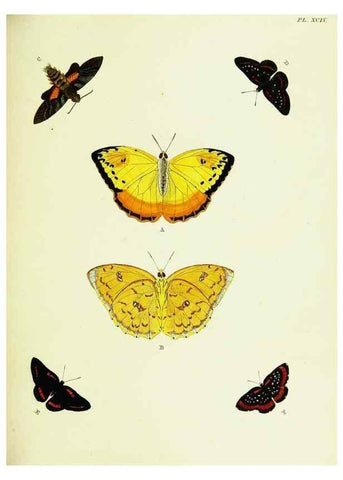 Reproducción/Reproduction 22608865395: De uitlandsche kapellen voorkomende in de drie waereld-deelen, Asia, Africa en America,. Amsteldam,Chez S. J. Baalde;1779-1782.