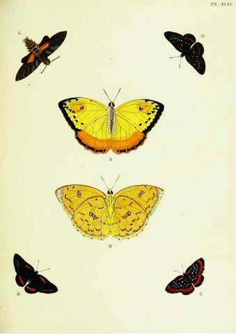 Reproducción/Reproduction 22608865395: De uitlandsche kapellen voorkomende in de drie waereld-deelen, Asia, Africa en America,. Amsteldam,Chez S. J. Baalde;1779-1782.