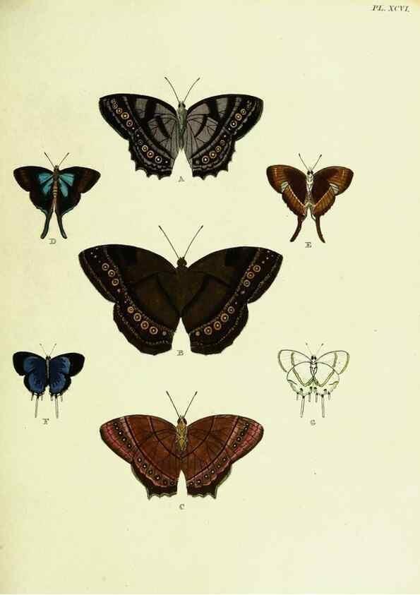 Reproducción/Reproduction 21987712803: De uitlandsche kapellen voorkomende in de drie waereld-deelen, Asia, Africa en America,. Amsteldam,Chez S. J. Baalde;1779-1782.