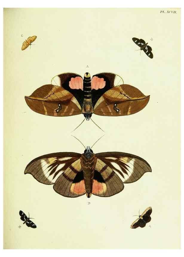 Reproducción/Reproduction 22608880245: De uitlandsche kapellen voorkomende in de drie waereld-deelen, Asia, Africa en America,. Amsteldam,Chez S. J. Baalde;1779-1782.