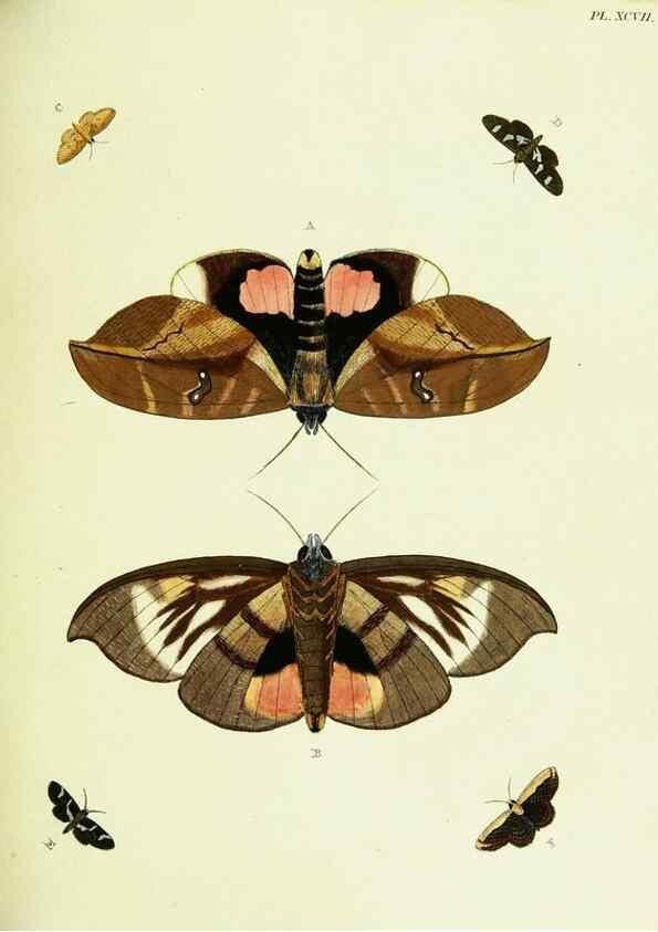 Reproducción/Reproduction 22608880245: De uitlandsche kapellen voorkomende in de drie waereld-deelen, Asia, Africa en America,. Amsteldam,Chez S. J. Baalde;1779-1782.