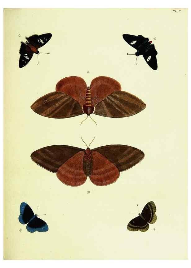 Reproducción/Reproduction 22420963140: De uitlandsche kapellen voorkomende in de drie waereld-deelen, Asia, Africa en America,. Amsteldam,Chez S. J. Baalde;1779-1782.