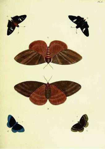Reproducción/Reproduction 22420963140: De uitlandsche kapellen voorkomende in de drie waereld-deelen, Asia, Africa en America,. Amsteldam,Chez S. J. Baalde;1779-1782.