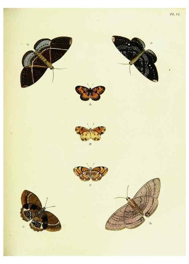 Reproducción/Reproduction 22608900075: De uitlandsche kapellen voorkomende in de drie waereld-deelen, Asia, Africa en America,. Amsteldam,Chez S. J. Baalde;1779-1782.