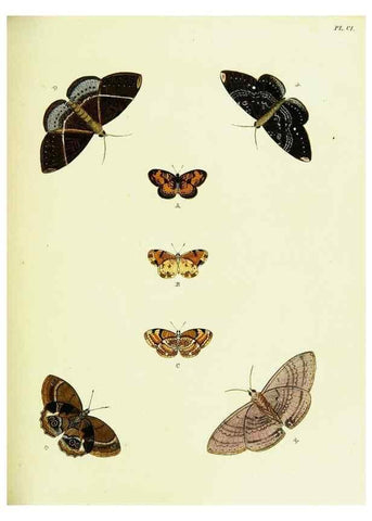 Reproducción/Reproduction 22608900075: De uitlandsche kapellen voorkomende in de drie waereld-deelen, Asia, Africa en America,. Amsteldam,Chez S. J. Baalde;1779-1782.