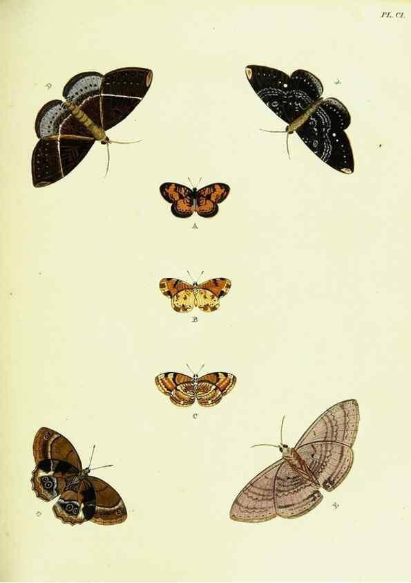 Reproducción/Reproduction 22608900075: De uitlandsche kapellen voorkomende in de drie waereld-deelen, Asia, Africa en America,. Amsteldam,Chez S. J. Baalde;1779-1782.