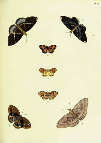 Reproducción/Reproduction 22608900075: De uitlandsche kapellen voorkomende in de drie waereld-deelen, Asia, Africa en America,. Amsteldam,Chez S. J. Baalde;1779-1782.