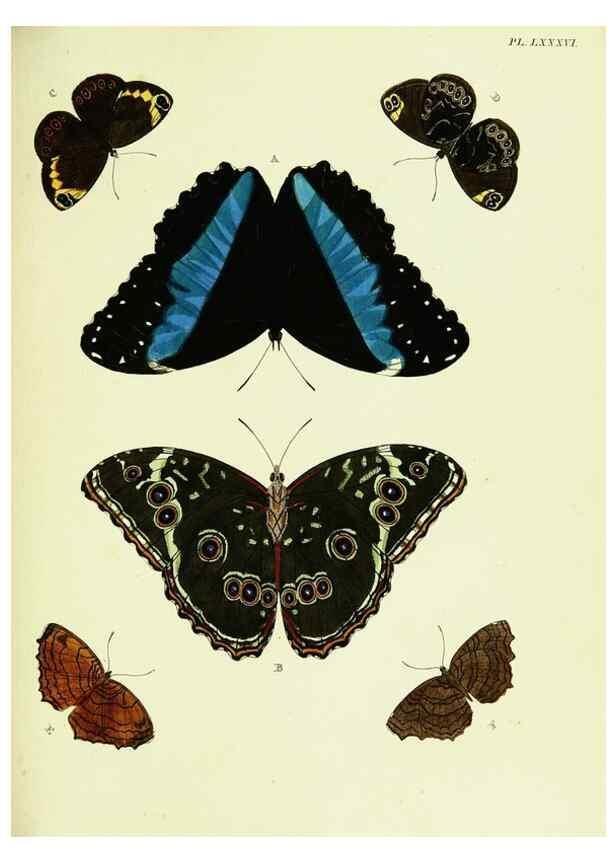 Reproducción/Reproduction 22420901600: De uitlandsche kapellen voorkomende in de drie waereld-deelen, Asia, Africa en America,. Amsteldam,Chez S. J. Baalde;1779-1782.