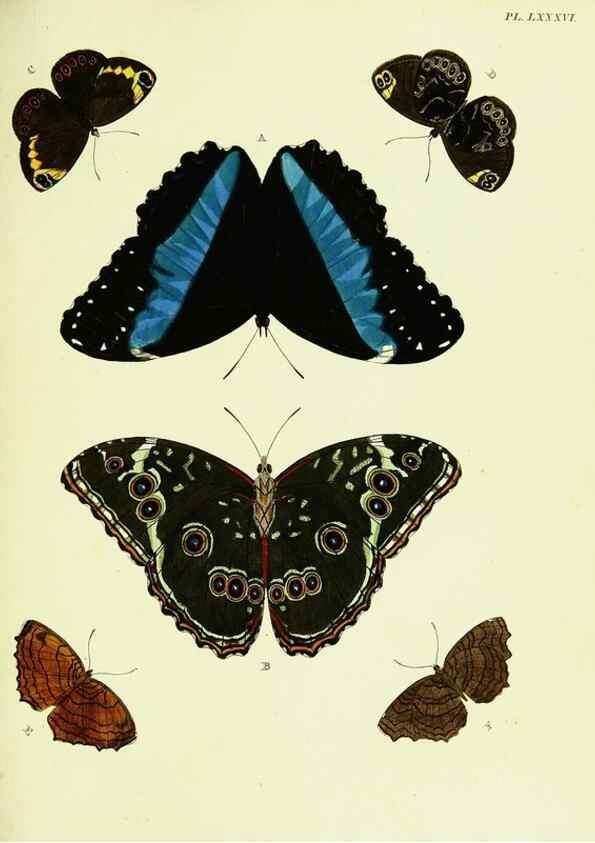 Reproducción/Reproduction 22420901600: De uitlandsche kapellen voorkomende in de drie waereld-deelen, Asia, Africa en America,. Amsteldam,Chez S. J. Baalde;1779-1782.