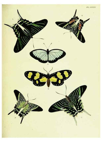 Reproducción/Reproduction 22582821056: De uitlandsche kapellen voorkomende in de drie waereld-deelen, Asia, Africa en America,. Amsteldam,Chez S. J. Baalde;1779-1782.