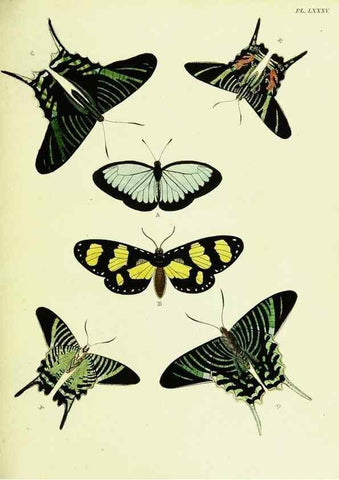 Reproducción/Reproduction 22582821056: De uitlandsche kapellen voorkomende in de drie waereld-deelen, Asia, Africa en America,. Amsteldam,Chez S. J. Baalde;1779-1782.
