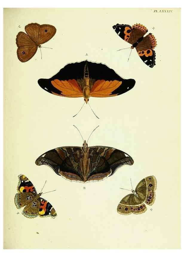 Reproducción/Reproduction 22420893230: De uitlandsche kapellen voorkomende in de drie waereld-deelen, Asia, Africa en America,. Amsteldam,Chez S. J. Baalde;1779-1782.