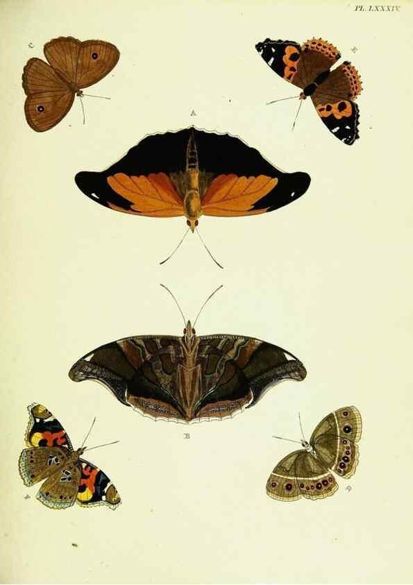 Reproducción/Reproduction 22420893230: De uitlandsche kapellen voorkomende in de drie waereld-deelen, Asia, Africa en America,. Amsteldam,Chez S. J. Baalde;1779-1782.