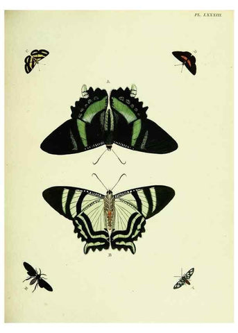 Reproducción/Reproduction 22608821025: De uitlandsche kapellen voorkomende in de drie waereld-deelen, Asia, Africa en America,. Amsteldam,Chez S. J. Baalde;1779-1782.