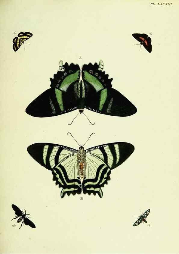Reproducción/Reproduction 22608821025: De uitlandsche kapellen voorkomende in de drie waereld-deelen, Asia, Africa en America,. Amsteldam,Chez S. J. Baalde;1779-1782.