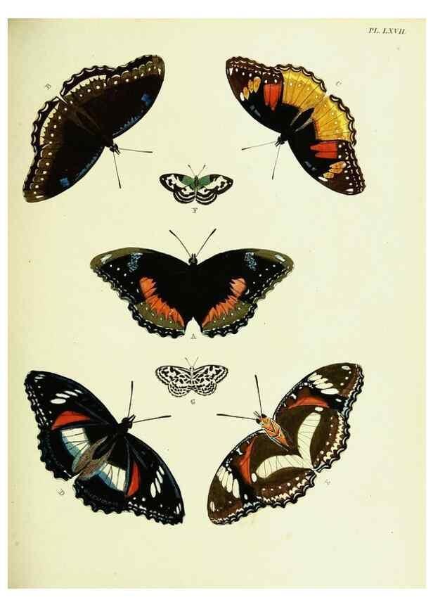 Reproducción/Reproduction 22420822970: De uitlandsche kapellen voorkomende in de drie waereld-deelen, Asia, Africa en America,. Amsteldam,Chez S. J. Baalde;1779-1782.