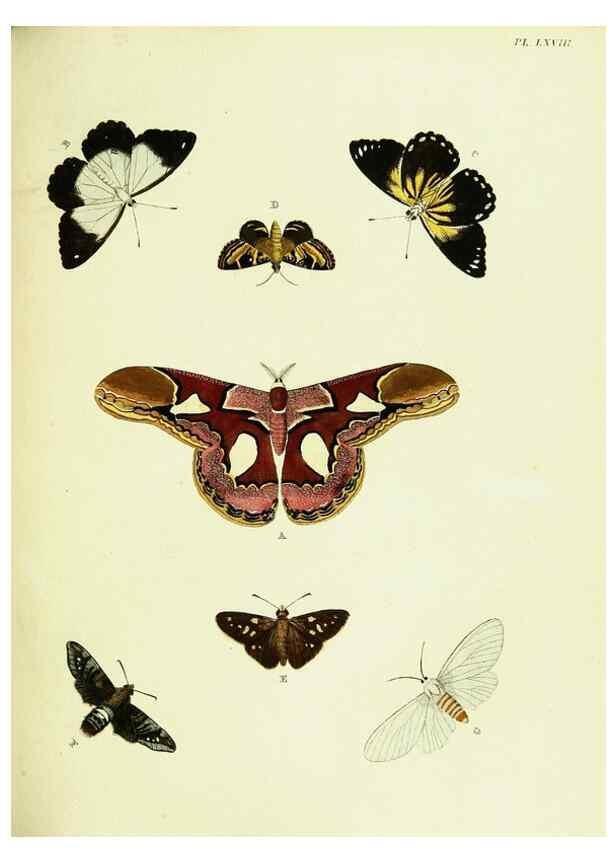 Reproducción/Reproduction 22420826930: De uitlandsche kapellen voorkomende in de drie waereld-deelen, Asia, Africa en America,. Amsteldam,Chez S. J. Baalde;1779-1782.