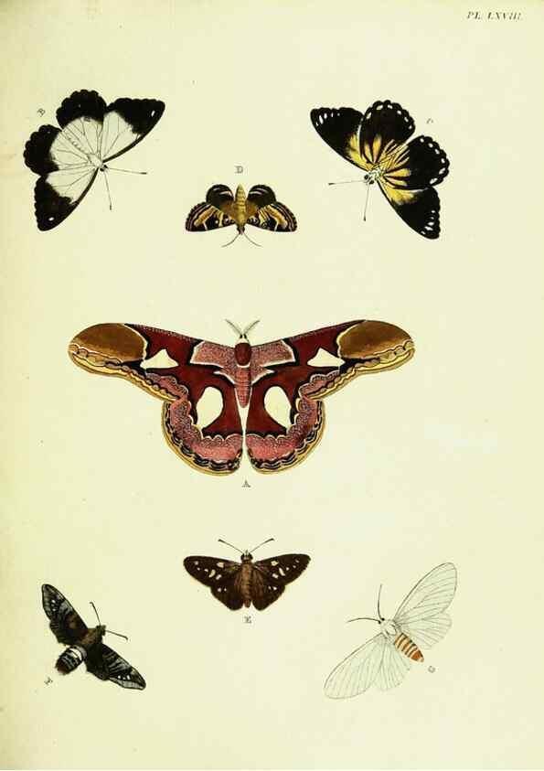 Reproducción/Reproduction 22420826930: De uitlandsche kapellen voorkomende in de drie waereld-deelen, Asia, Africa en America,. Amsteldam,Chez S. J. Baalde;1779-1782.