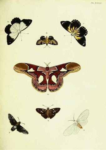 Reproducción/Reproduction 22420826930: De uitlandsche kapellen voorkomende in de drie waereld-deelen, Asia, Africa en America,. Amsteldam,Chez S. J. Baalde;1779-1782.
