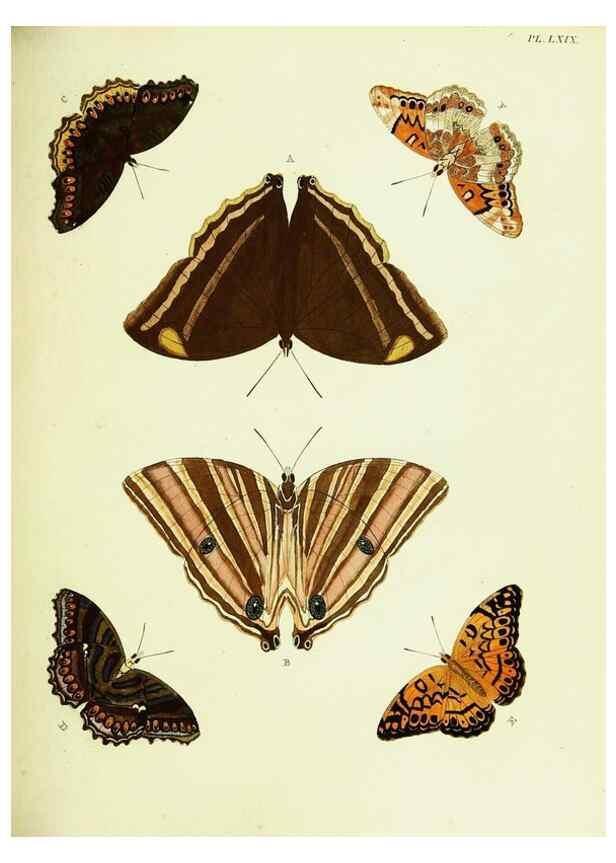 Reproducción/Reproduction 21987603403: De uitlandsche kapellen voorkomende in de drie waereld-deelen, Asia, Africa en America,. Amsteldam,Chez S. J. Baalde;1779-1782.