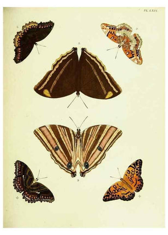 Reproducción/Reproduction 21987603403: De uitlandsche kapellen voorkomende in de drie waereld-deelen, Asia, Africa en America,. Amsteldam,Chez S. J. Baalde;1779-1782.