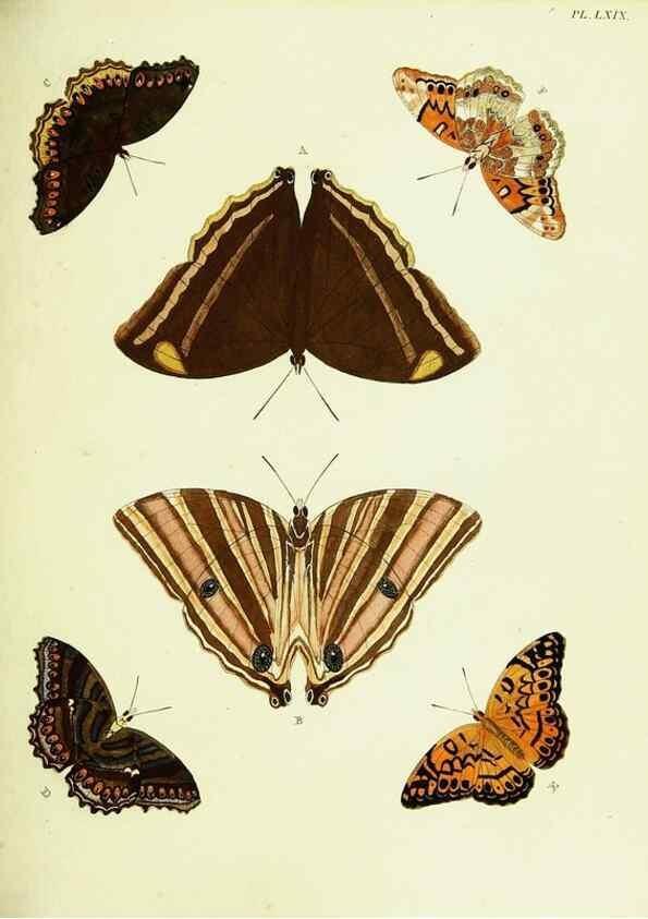 Reproducción/Reproduction 21987603403: De uitlandsche kapellen voorkomende in de drie waereld-deelen, Asia, Africa en America,. Amsteldam,Chez S. J. Baalde;1779-1782.