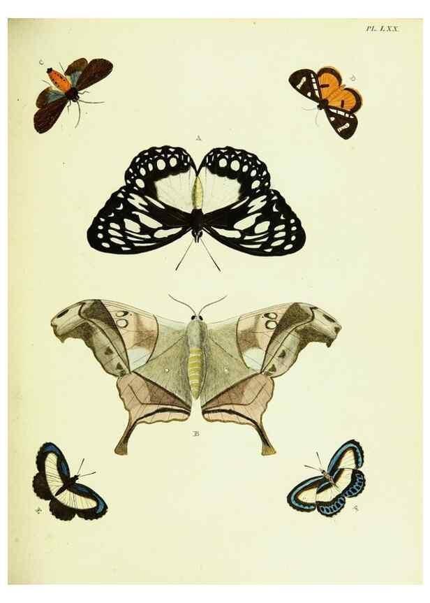 Reproducción/Reproduction 22608767105: De uitlandsche kapellen voorkomende in de drie waereld-deelen, Asia, Africa en America,. Amsteldam,Chez S. J. Baalde;1779-1782.