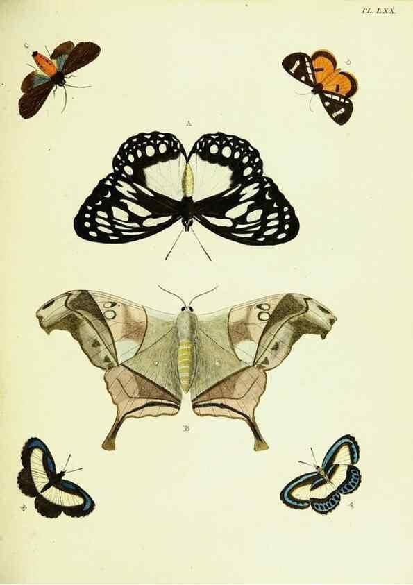 Reproducción/Reproduction 22608767105: De uitlandsche kapellen voorkomende in de drie waereld-deelen, Asia, Africa en America,. Amsteldam,Chez S. J. Baalde;1779-1782.