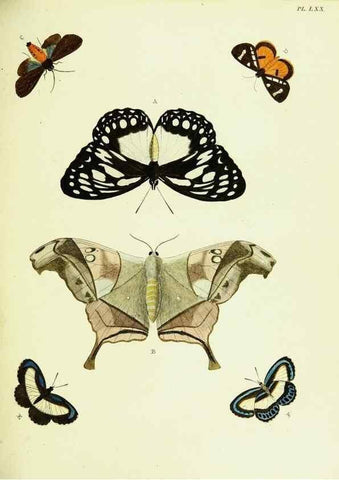 Reproducción/Reproduction 22608767105: De uitlandsche kapellen voorkomende in de drie waereld-deelen, Asia, Africa en America,. Amsteldam,Chez S. J. Baalde;1779-1782.