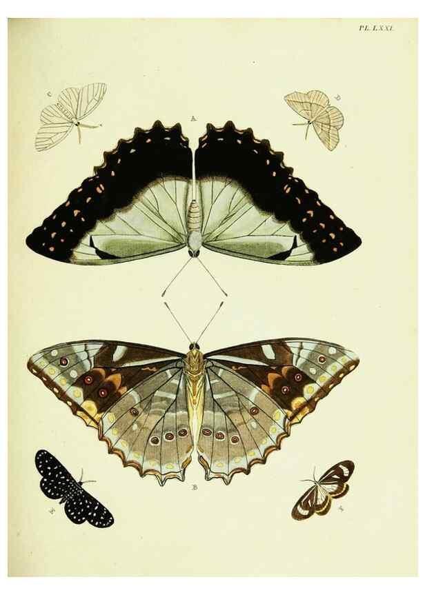 Reproducción/Reproduction 22595244562: De uitlandsche kapellen voorkomende in de drie waereld-deelen, Asia, Africa en America,. Amsteldam,Chez S. J. Baalde;1779-1782.