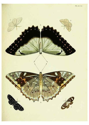 Reproducción/Reproduction 22595244562: De uitlandsche kapellen voorkomende in de drie waereld-deelen, Asia, Africa en America,. Amsteldam,Chez S. J. Baalde;1779-1782.